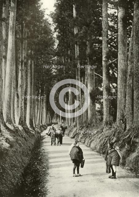 'The Cryptomerias at Nikko', 1910. Creator: Herbert Ponting.