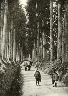 The Cryptomerias at Nikko 1910. Creator: Herbert Ponting