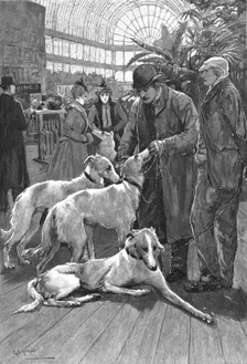 'The Crystal Palace Dog Show -- Russian Wolf Hounds awaiting their turn to Enter the Ring 1890. Creator: Unknown