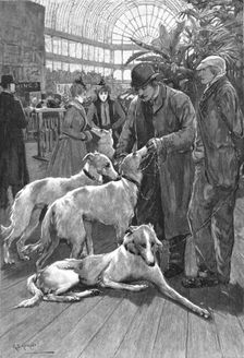 'The Crystal Palace Dog Show -- Russian Wolf Hounds awaiting their turn to Enter the Ring 1890. Creator: Unknown