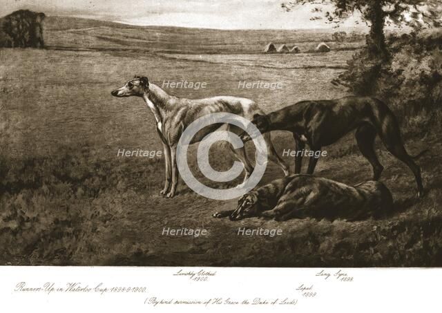 The Duke of Leeds' hounds, 1911. Creator: Maud Earl.