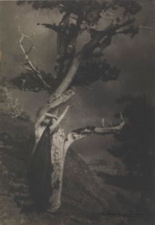 The Dying Cedar, 1908. Creator: Brigman, Anne W. (1869-1950)