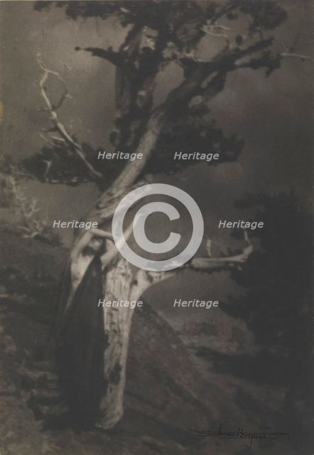 The Dying Cedar, 1908. Creator: Brigman, Anne W. (1869-1950).