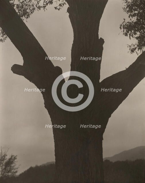The Dying Chestnut, 1919. Creator: Alfred Stieglitz.