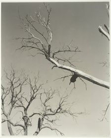 The Dying Chestnut Tree—My Teacher, 1927. Creator: Alfred Stieglitz