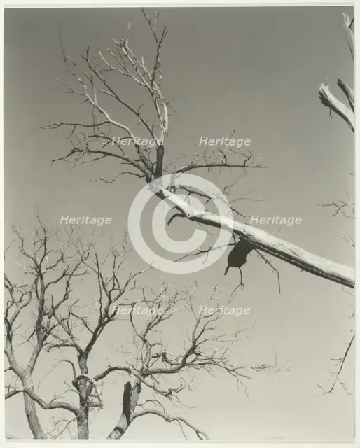 The Dying Chestnut Tree—My Teacher, 1927. Creator: Alfred Stieglitz.