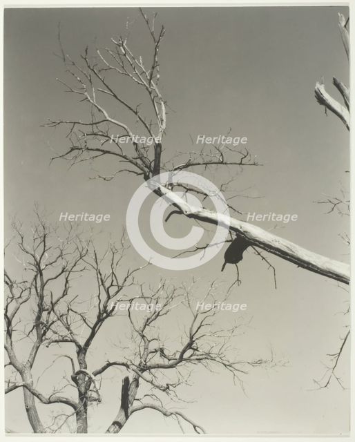 The Dying Chestnut Tree—My Teacher, 1927. Creator: Alfred Stieglitz.