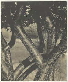 The Dancing Trees, 1922. Creator: Alfred Stieglitz