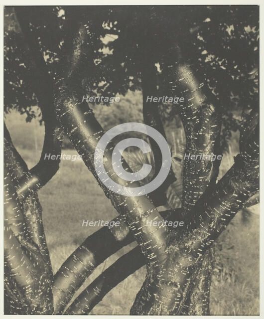 The Dancing Trees, 1922. Creator: Alfred Stieglitz.