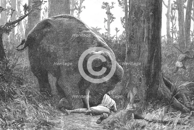 ''The Dangers of Elephant Shooting -- Captain Peterson's Hunting Accident in the Malay Peninsula', 1 Creator: Unknown.