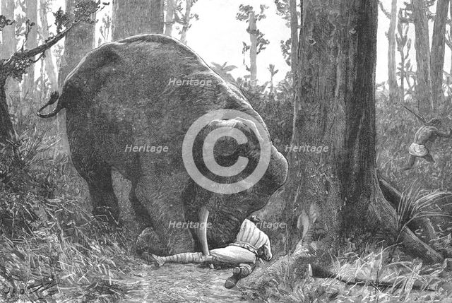 ''The Dangers of Elephant Shooting -- Captain Peterson's Hunting Accident in the Malay Peninsula', 1 Creator: Unknown.