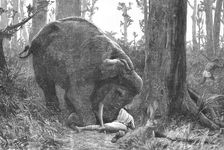 'The Dangers of Elephant Shooting -- Captain Peterson's Hunting Accident in the Malay Peninsula 1 Creator: Unknown