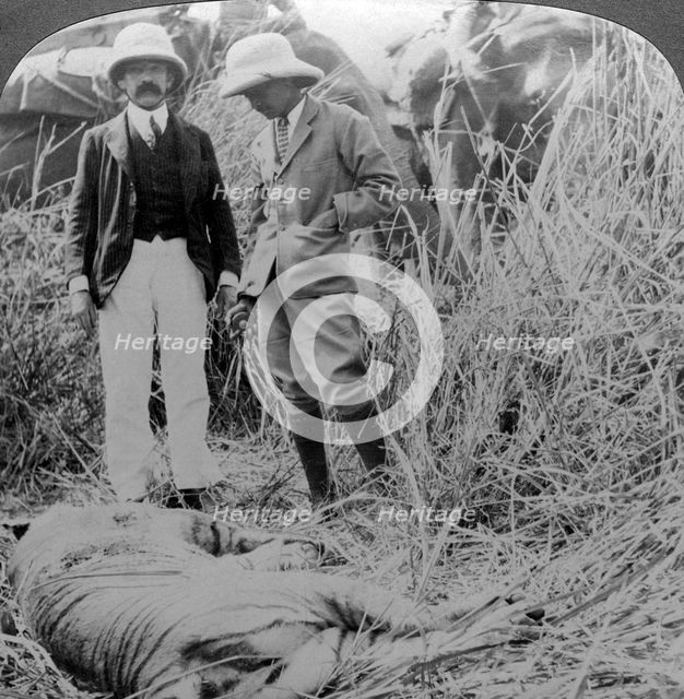 The dead maneater, Behar jungle, India, c1900s(?).Artist: Underwood & Underwood