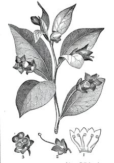 The Deadly Nightshade - (Atropa belladonna), 1844. Creator: Unknown