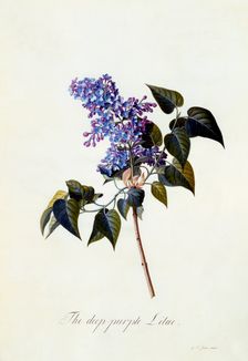 The deep-purple Lilac. Creator: "Georg Dionysius Ehret (1710 - 70); Ehret, Georg Dionysius (1710-1770)"