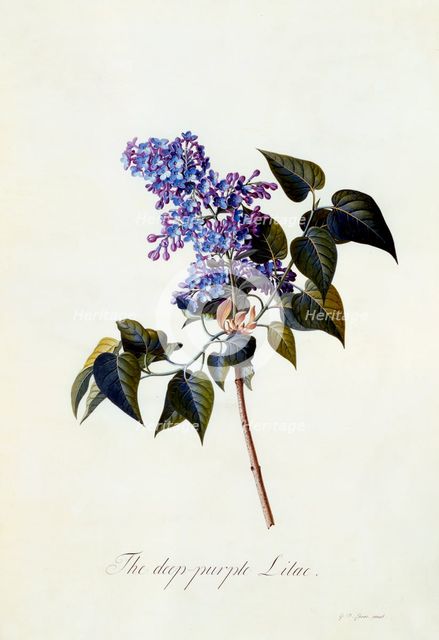 The deep-purple Lilac. Creator: "Georg Dionysius Ehret (1710 - 70); Ehret, Georg Dionysius (1710-1770)".