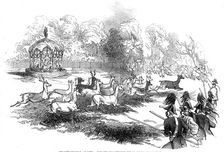 The Deer Shooting at Gotha - deer breaking through the chasseurs and keepers, 1845. Creator: Unknown
