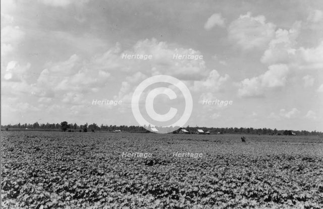 The Delta landscape is dotted with cotton cabins..., Washington County, Mississippi, 1937. Creator: Dorothea Lange.