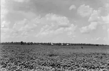 The Delta landscape is dotted with cotton cabins..., Washington County, Mississippi, 1937. Creator: Dorothea Lange