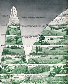 The Different Zones of Vegetation 1935