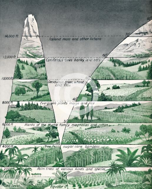 'The Different Zones of Vegetation', 1935. Artist: Unknown.