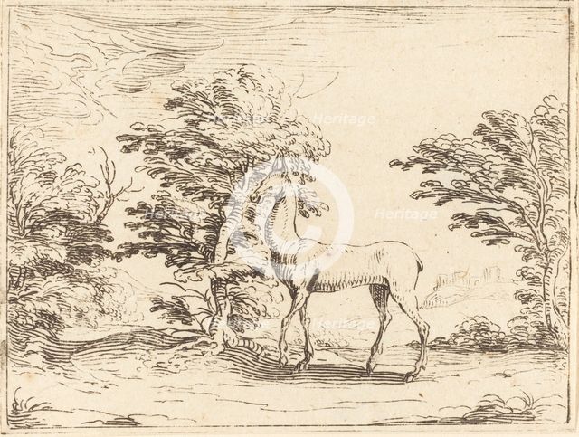 The Doe. Creator: Jacques Callot.