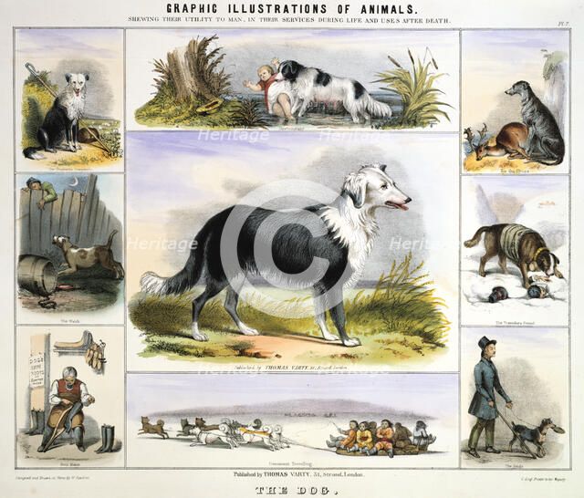 'The Dog', c1850. Artist: Benjamin Waterhouse Hawkins