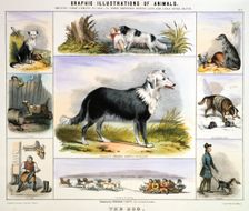 The Dog c1850. Creator: Benjamin Waterhouse Hawkins