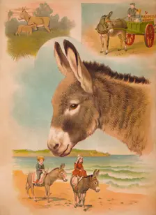 The Donkey c1900. Artist: Helena J. Maguire