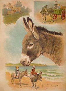 The Donkey c1900. Artist: Helena J. Maguire