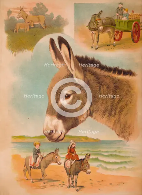 'The Donkey', c1900. Artist: Helena J. Maguire.