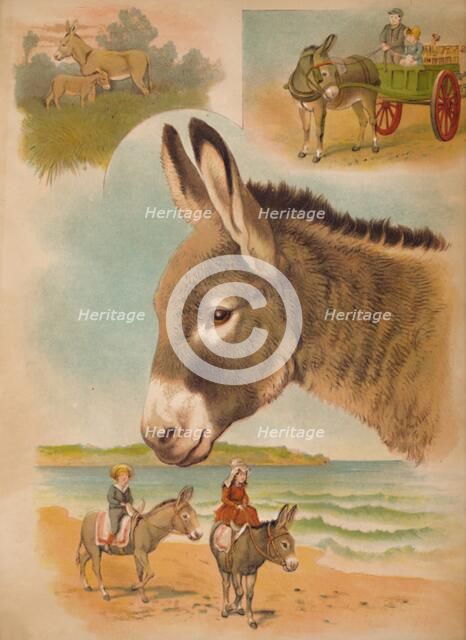 'The Donkey', c1900. Artist: Helena J. Maguire.