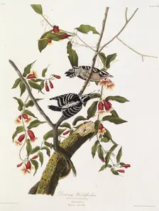 The downy woodpecker. From "The Birds of America", 1827-1838. Creator: Audubon, John James (1785-1851)