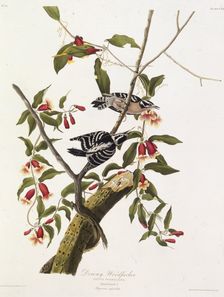 The downy woodpecker. From "The Birds of America", 1827-1838. Creator: Audubon, John James (1785-1851)