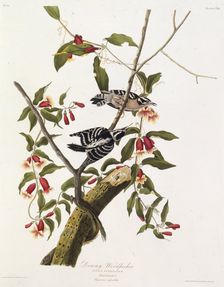 The downy woodpecker. From "The Birds of America", 1827-1838. Creator: Audubon, John James (1785-1851)