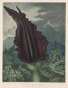 The Dragon Arum, Black Calla or Solomon's Lily, 1799-1807. Creator: Robert John Thornton (British, 1768-1837); William Ward (British, 1776-1826)