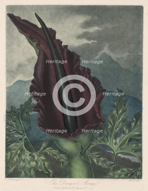 The Dragon Arum, Black Calla or Solomon's Lily, 1799-1807. Creator: Robert John Thornton (British, 1768-1837); William Ward (British, 1776-1826).