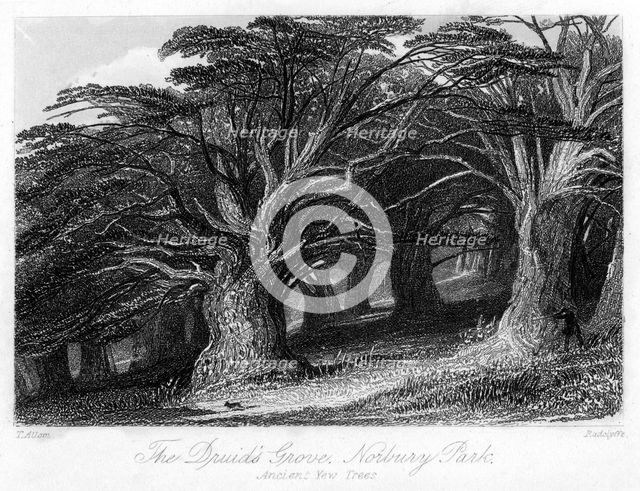 The Druid's Grove, Norbury Park, Surrey, 19th century.Artist: Thomas Allom