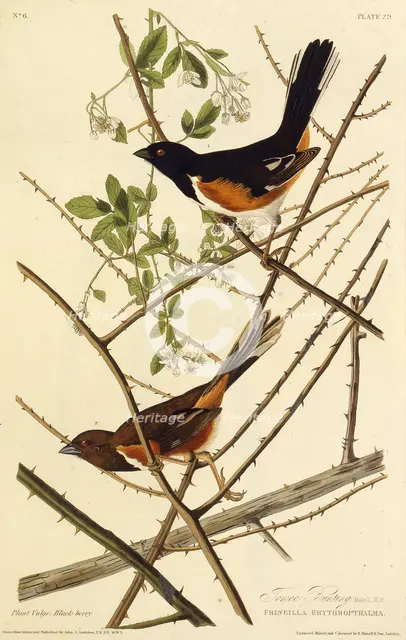The eastern towhee. From "The Birds of America", 1827-1838. Creator: Audubon, John James (1785-1851).
