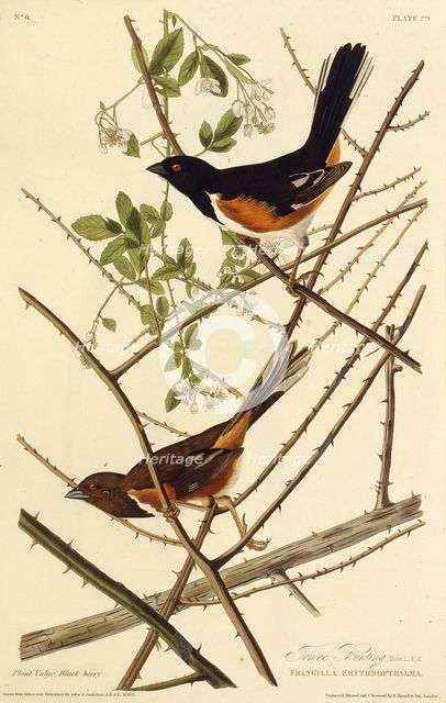 The eastern towhee. From "The Birds of America", 1827-1838. Creator: Audubon, John James (1785-1851).