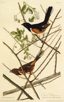 The eastern towhee. From "The Birds of America", 1827-1838. Creator: Audubon, John James (1785-1851)