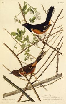 The eastern towhee. From "The Birds of America", 1827-1838. Creator: Audubon, John James (1785-1851)