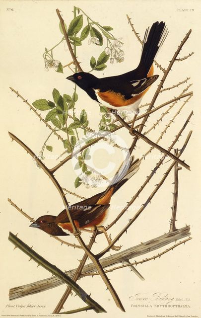 The eastern towhee. From "The Birds of America", 1827-1838. Creator: Audubon, John James (1785-1851).