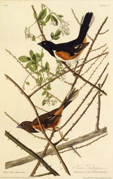 The eastern towhee. From "The Birds of America", 1827-1838. Creator: Audubon, John James (1785-1851)