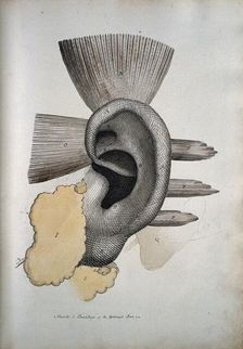 The ear: muscles and cartailage, between 1800 and 1899. Creator: Unknown