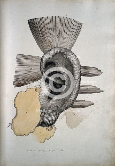 The ear: muscles and cartailage, between 1800 and 1899. Creator: Unknown.