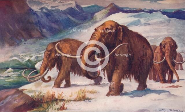 The early Ice Age, when mammoths roamed the Earth and Man was arising, 1907. Artist: Unknown.