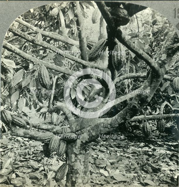'The Eccentric Growth of Cocoa Pods, Dominica, British West Indies', c1930s. Creator: Unknown.