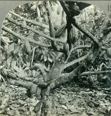 The Eccentric Growth of Cocoa Pods, Dominica, British West Indies c1930s. Creator: Unknown