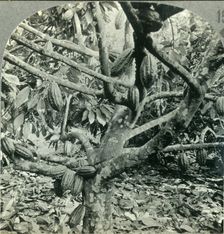 The Eccentric Growth of Cocoa Pods, Dominica, British West Indies c1930s. Creator: Unknown